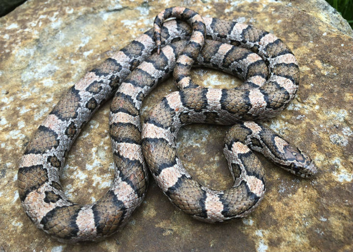 Eastern Milk Snake